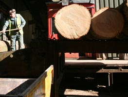 In the timber mill